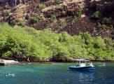 Dolphin Discoveries Morning or Lunch Snorkel and Dolphin Watch